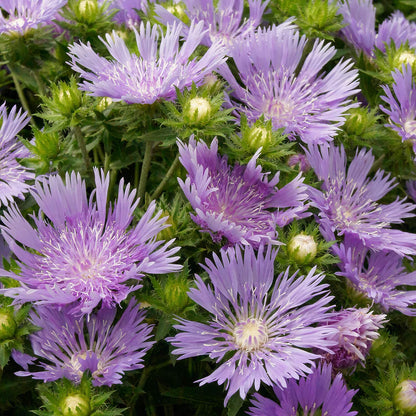 Stokesia laevis 'Mel's'