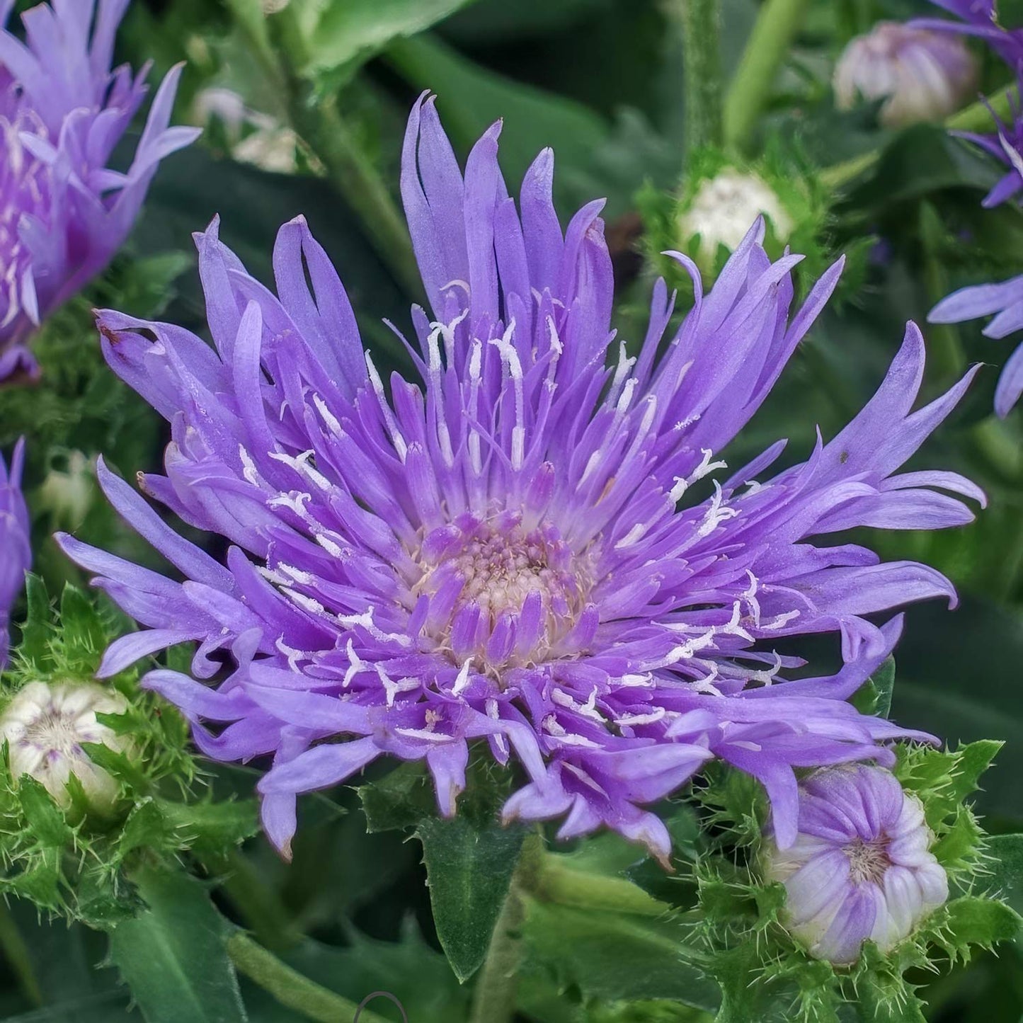 Stokesia laevis 'Mel's'