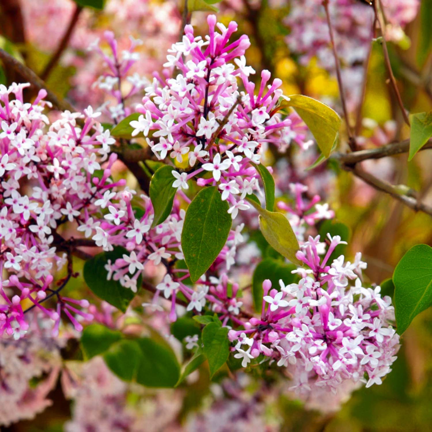 Syringa 'Bloomerang Pink Perfume'