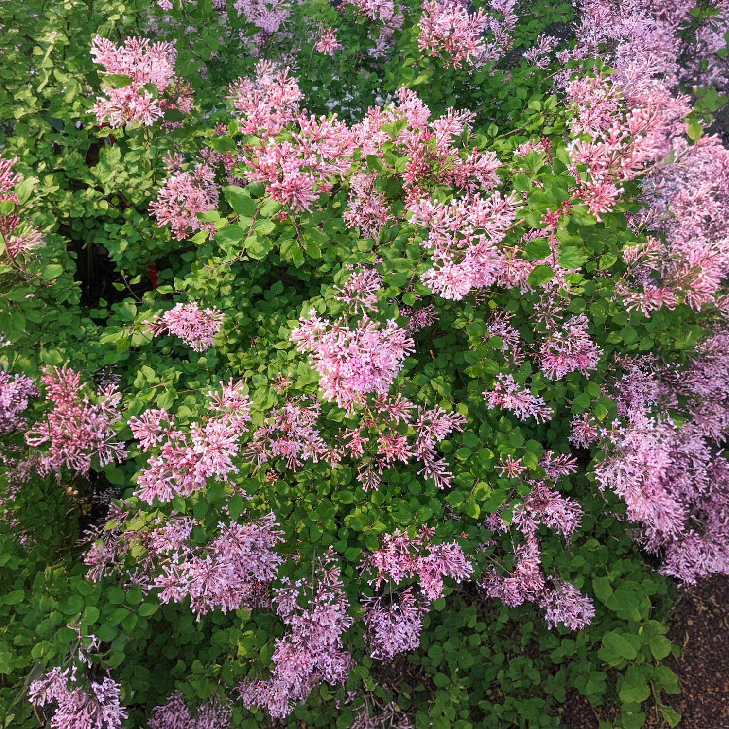 Syringa 'Bloomerang Pink Perfume'