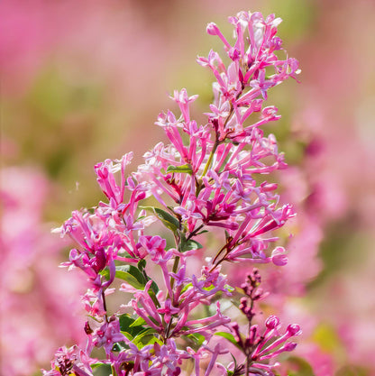 Syringa 'Bloomerang Pink Perfume'