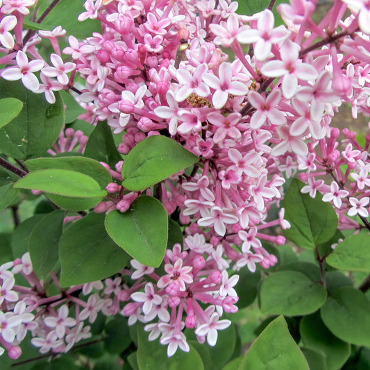 Syringa meyeri 'Palibin'