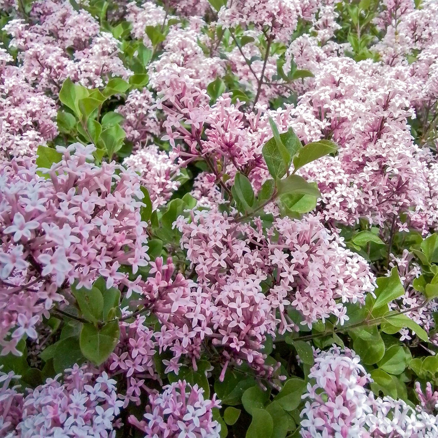 Syringa meyeri 'Palibin'