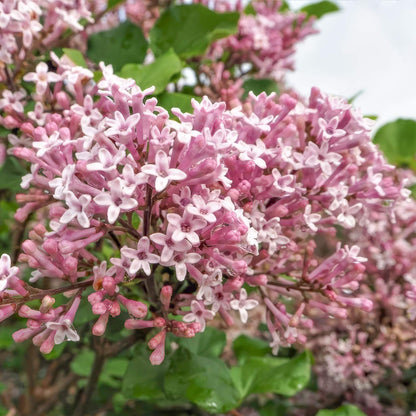 Syringa meyeri 'Palibin'
