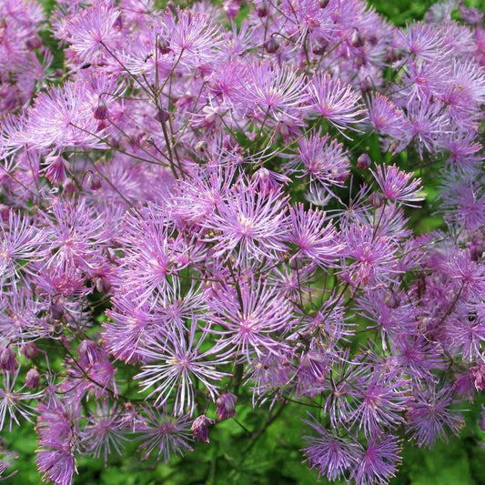 Thalictrum aquilegiifolium