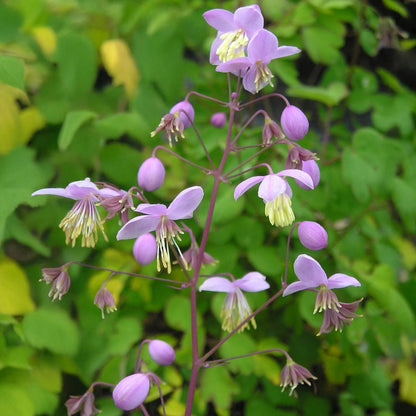 Thalictrum delavayi