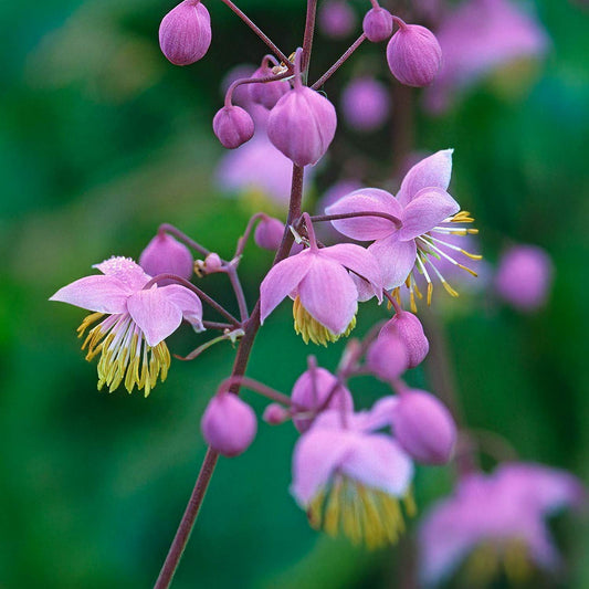 Thalictrum delavayi