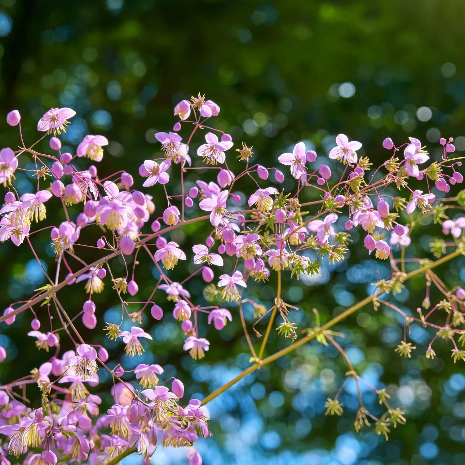 Thalictrum delavayi