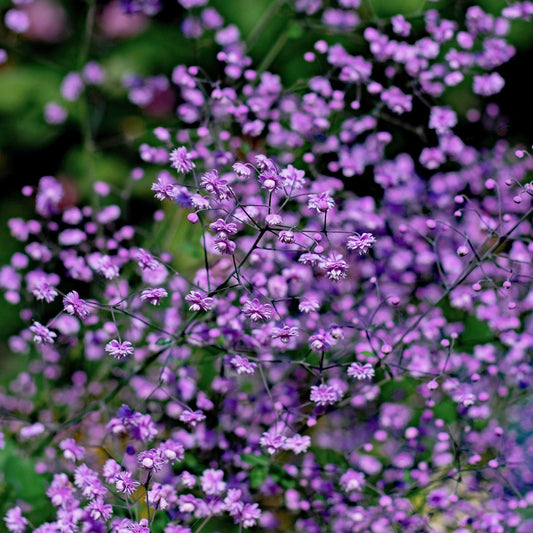 Thalictrum delavayi 'Hewitt's Double'