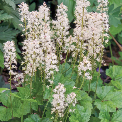 Tiarella cordifolia. White flowering plant with green leaves on a blurred natural background