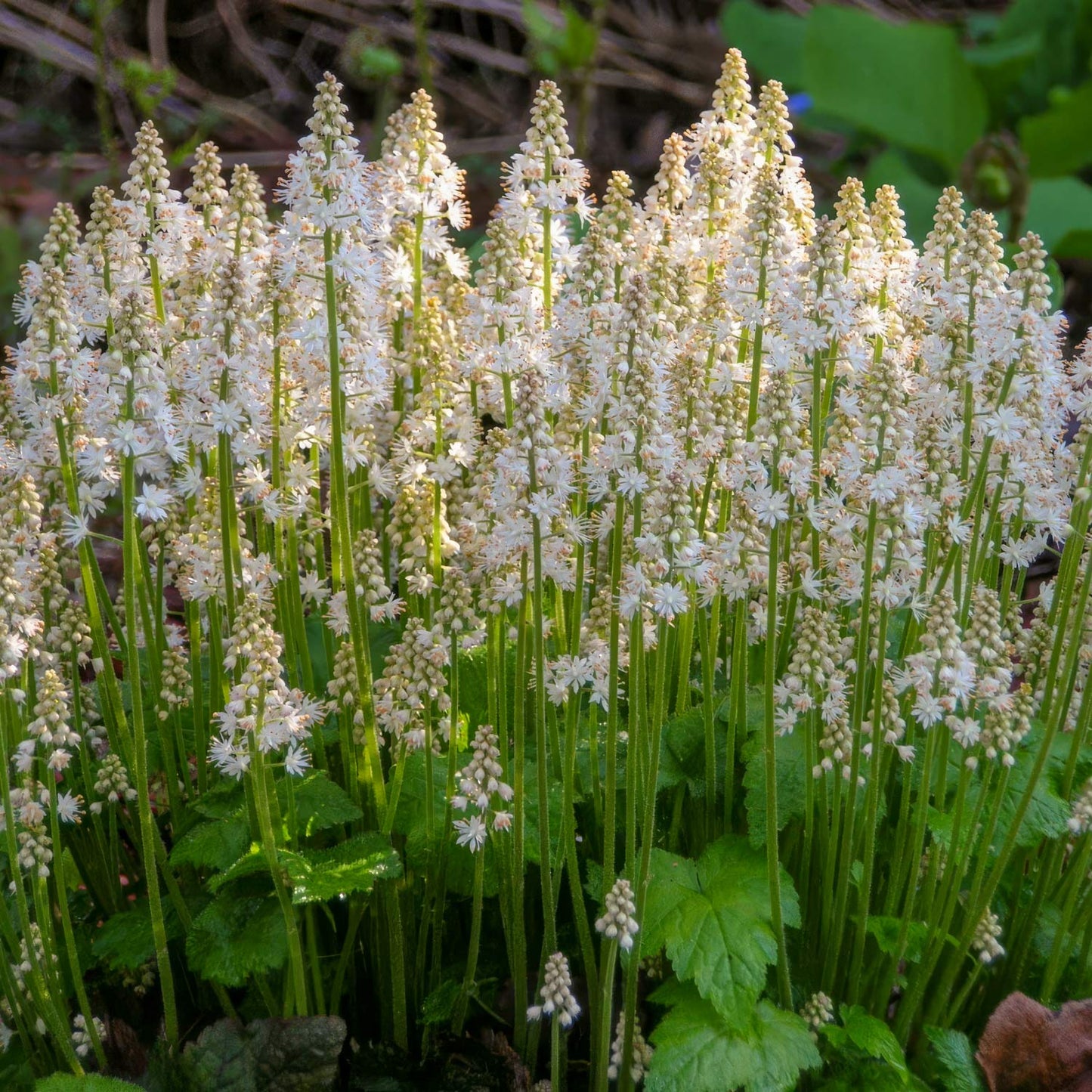 Tiarella cordifolia. Group of white flowers with green leaves in a natural setting