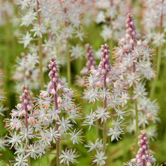 Tiarella 'Iron Butterfly'. Close-up of white and pink flowers with a blurred green background