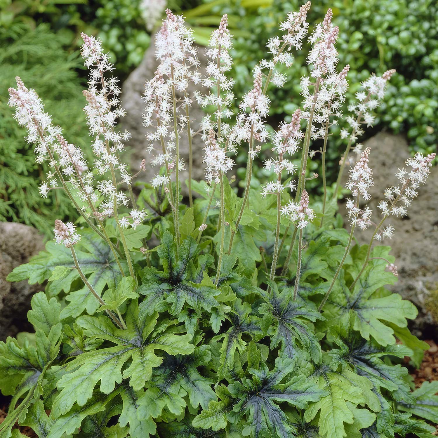 Tiarella 'Iron Butterfly'