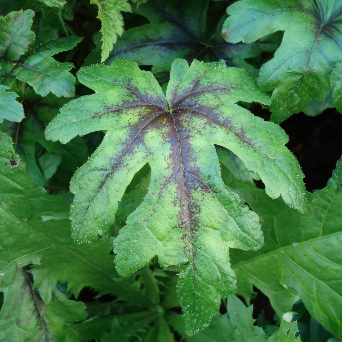 Tiarella 'Iron Butterfly'. Close-up of a green leaf with purple veins against a background of other leaves.