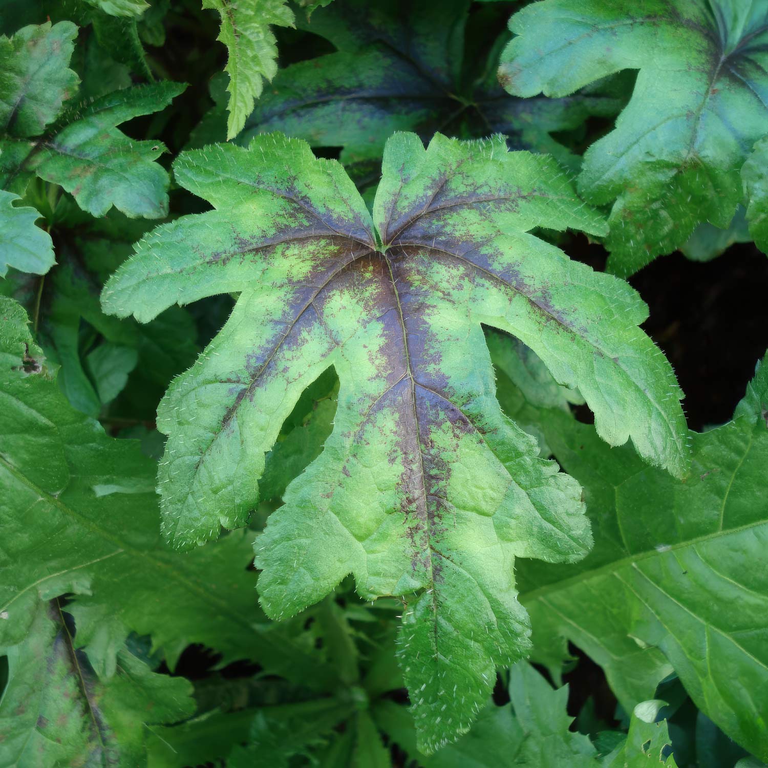 Tiarella 'Iron Butterfly'. Close-up of a green leaf with purple veins against a background of other leaves.
