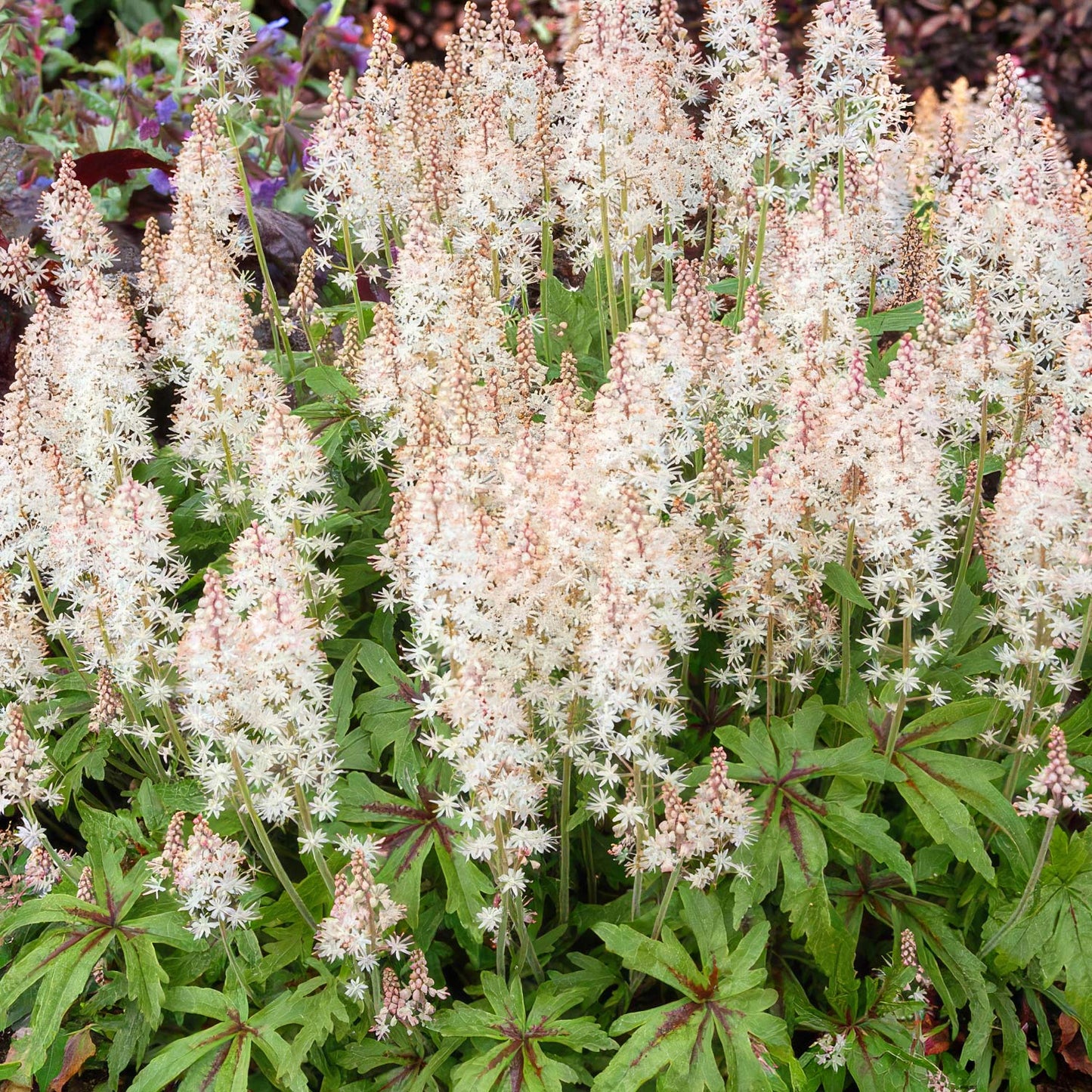 Tiarella 'Iron Butterfly'