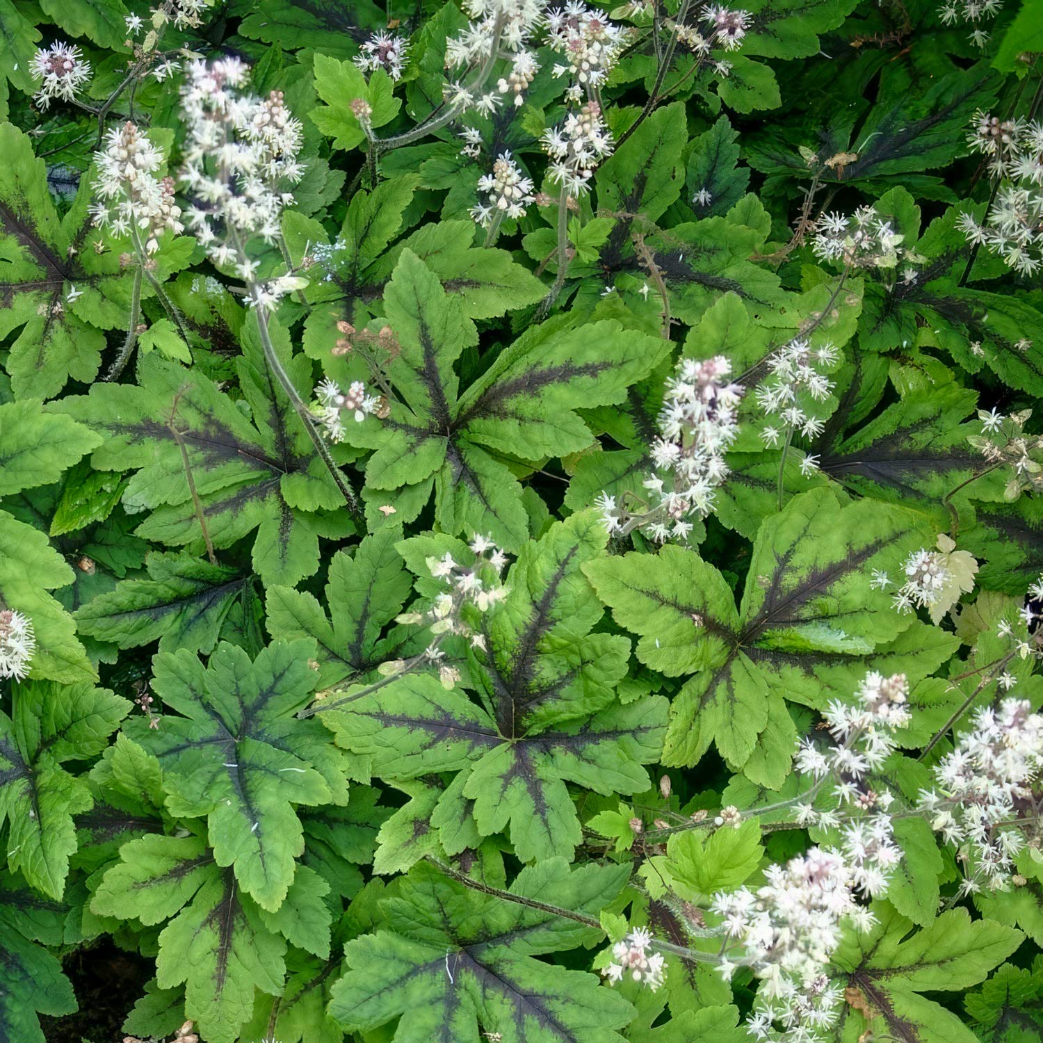 Tiarella 'Iron Butterfly'