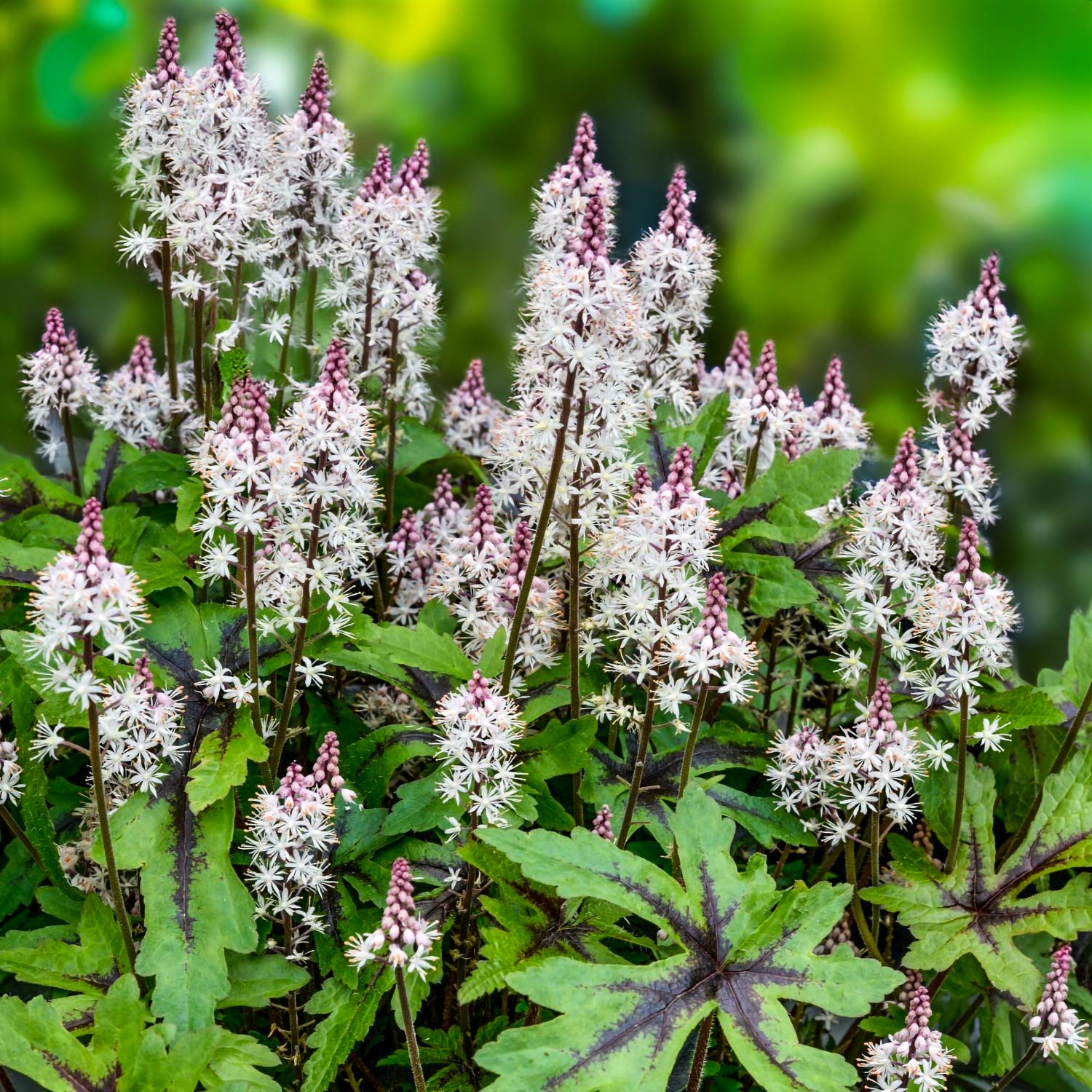 Tiarella 'Sugar and Spice' – Barnsdale Gardens