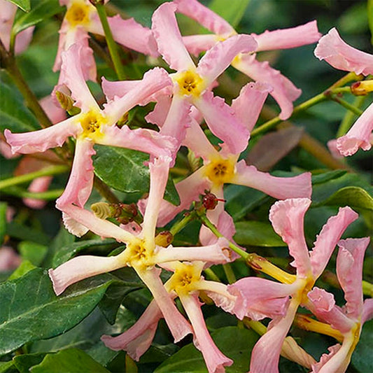 Trachelospermum asiaticum 'Pink Showers'