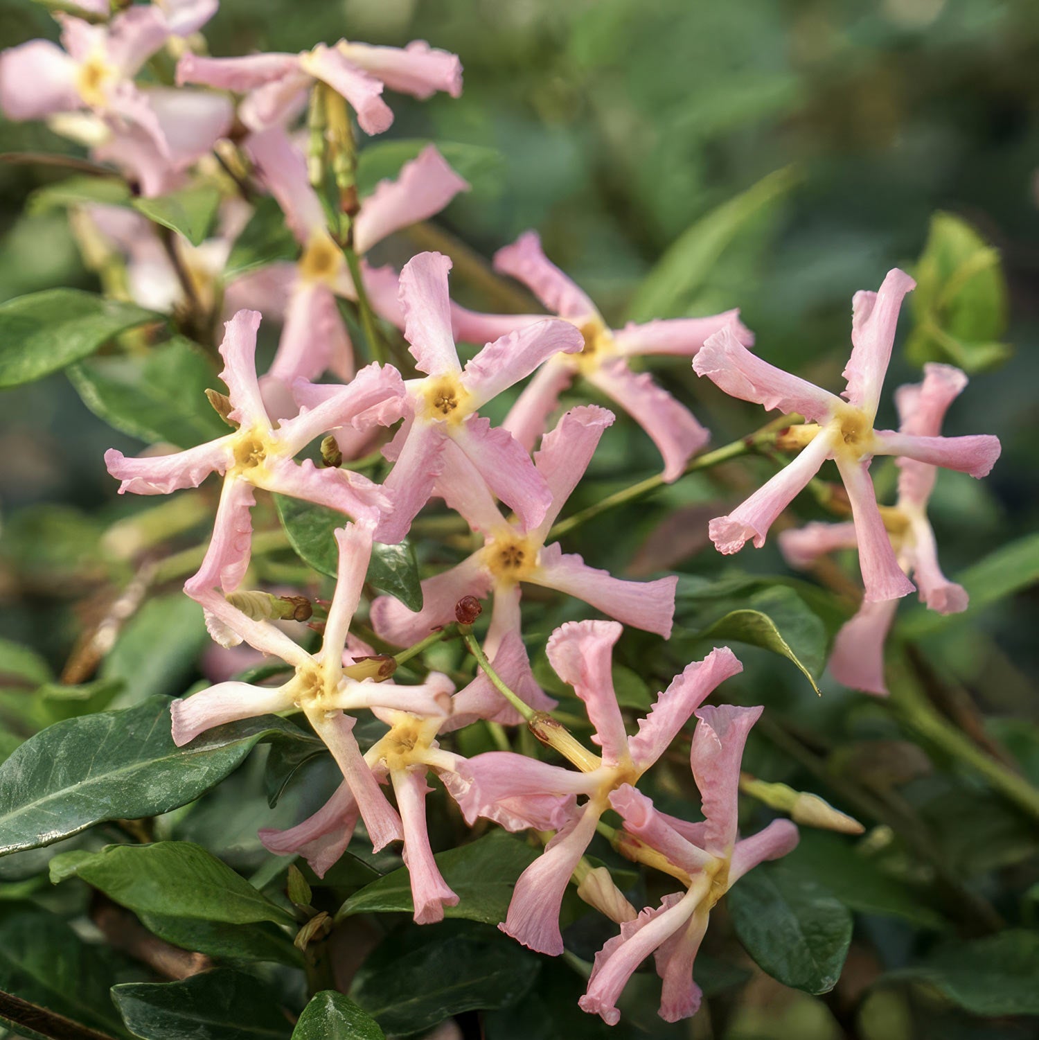 Trachelospermum asiaticum 'Pink Showers'. Candy-pink flowers with yellow centers on a green leafy background