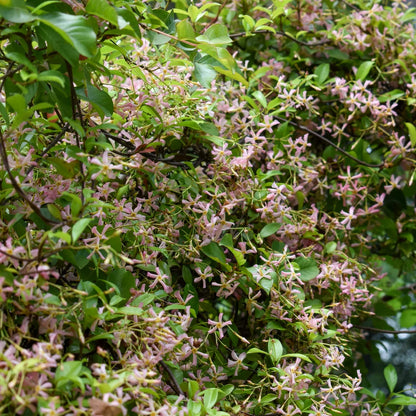 Trachelospermum asiaticum 'Pink Showers'. Candy-pink flowers and green leaves