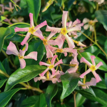 Trachelospermum asiaticum 'Pink Showers'. Close-up of pink flowers with green leaves in the background