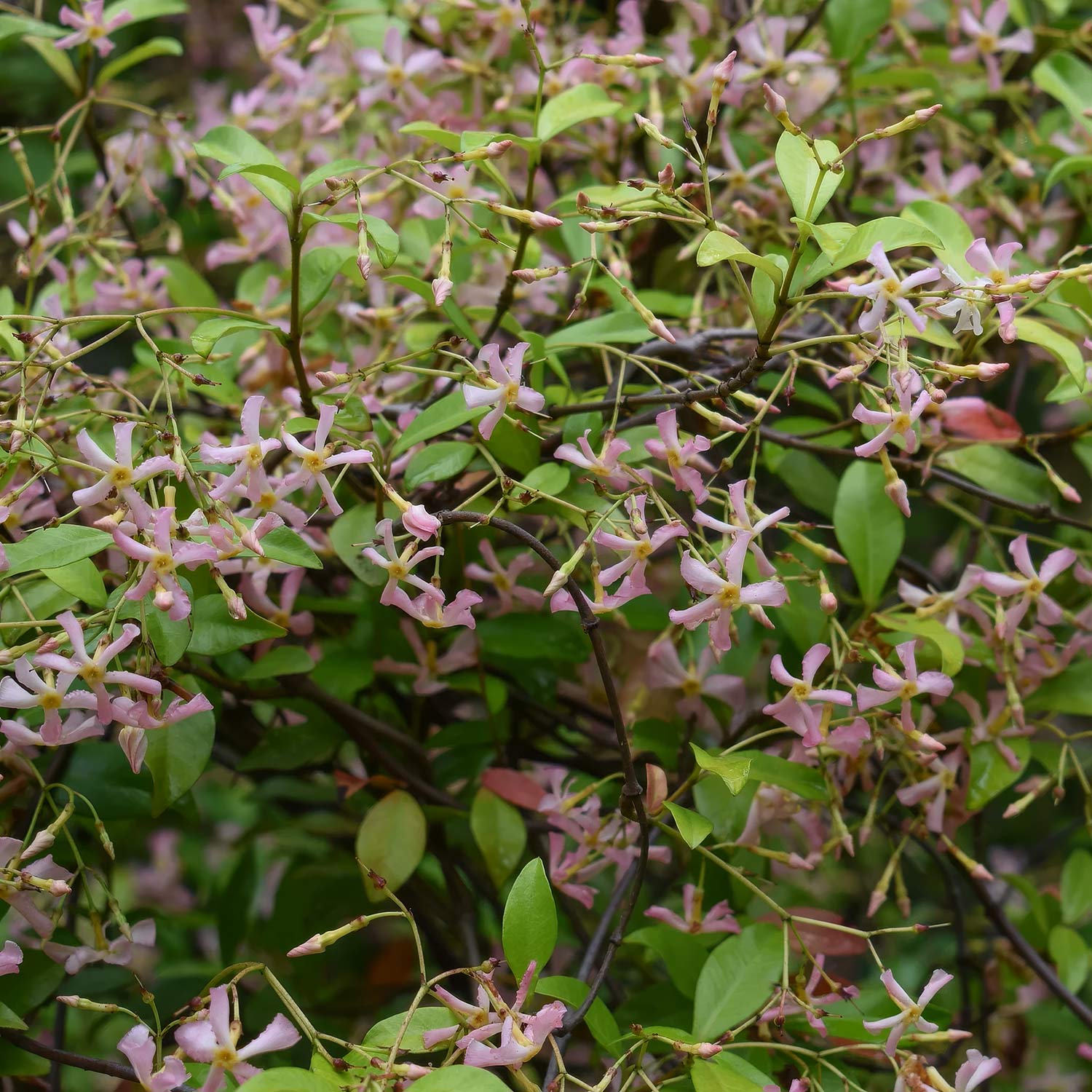 Trachelospermum asiaticum 'Pink Showers'