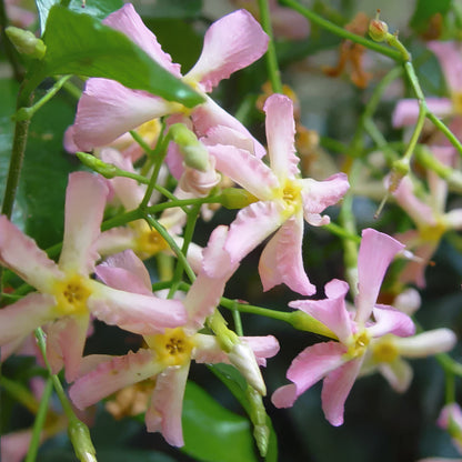 Trachelospermum asiaticum 'Pink Showers'. Close-up of pink flowers with green leaves