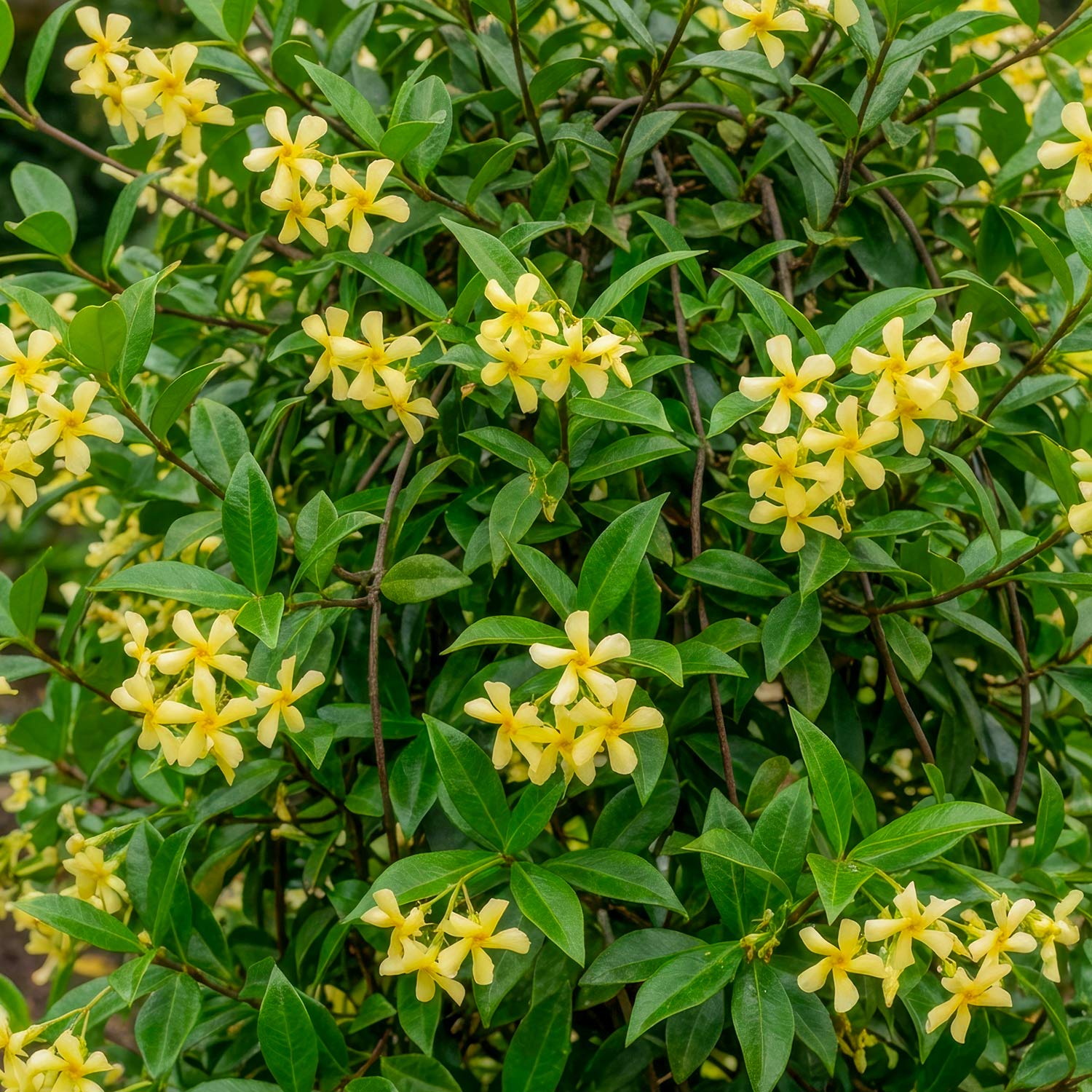 Trachelospermum jasminoides 'Star of Toscana'