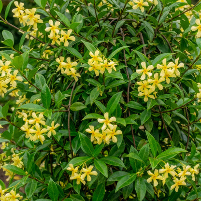 Trachelospermum jasminoides 'Star of Toscana'