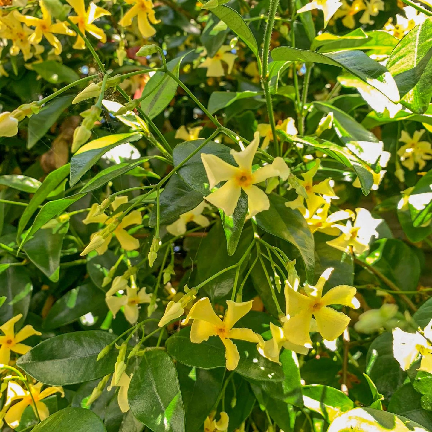 Trachelospermum jasminoides 'Star of Toscana'