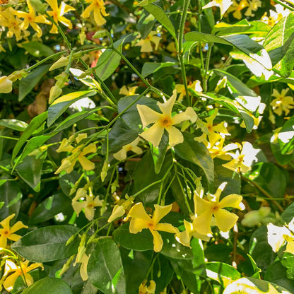 Trachelospermum jasminoides 'Star of Toscana'