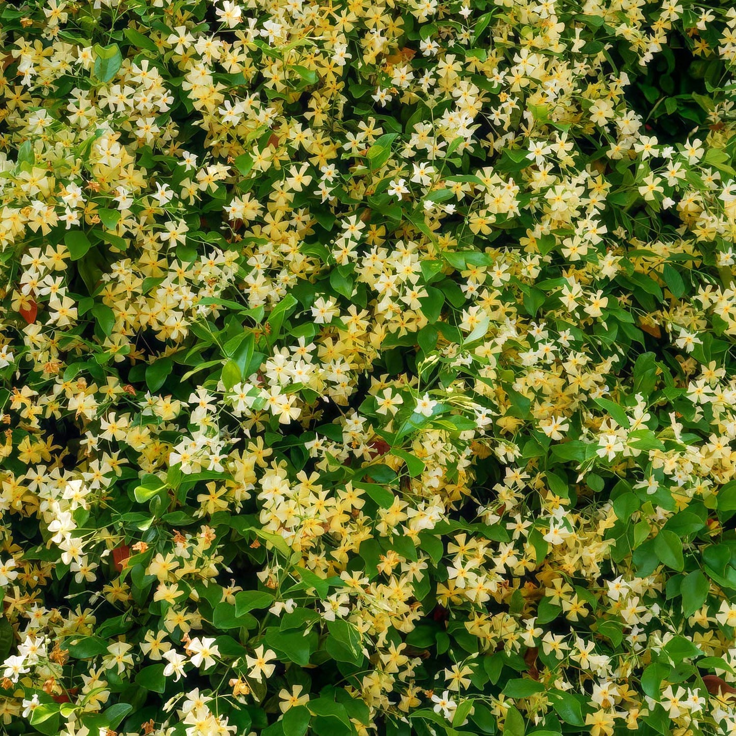Trachelospermum jasminoides 'Star of Toscana'