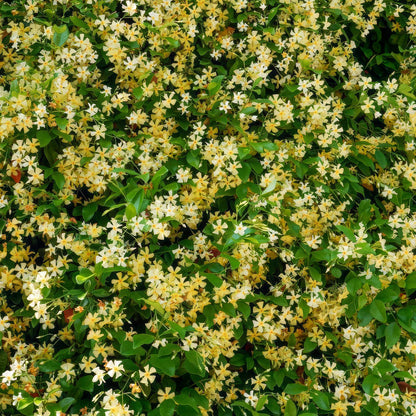 Trachelospermum jasminoides 'Star of Toscana'