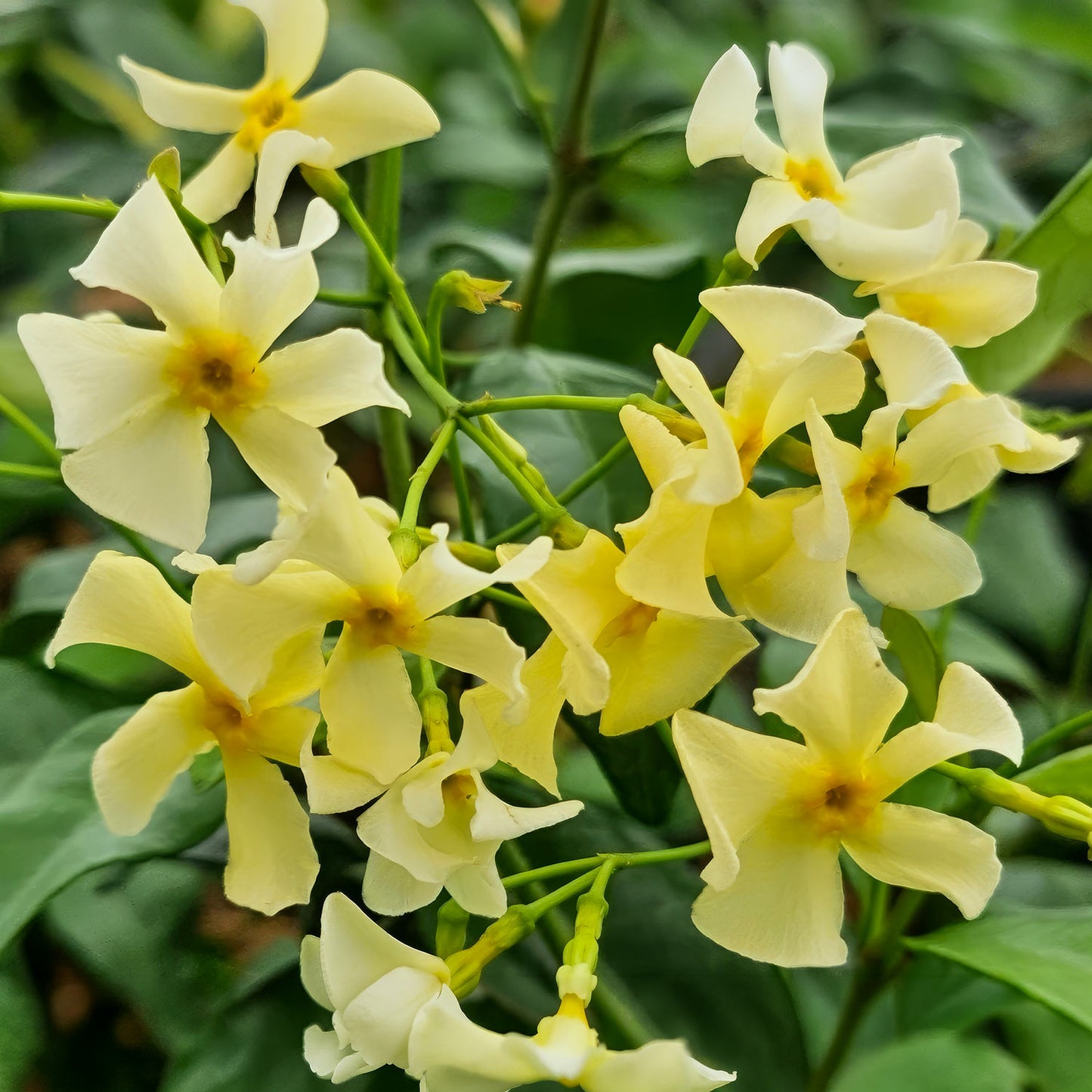 Trachelospermum jasminoides 'Star of Toscana'