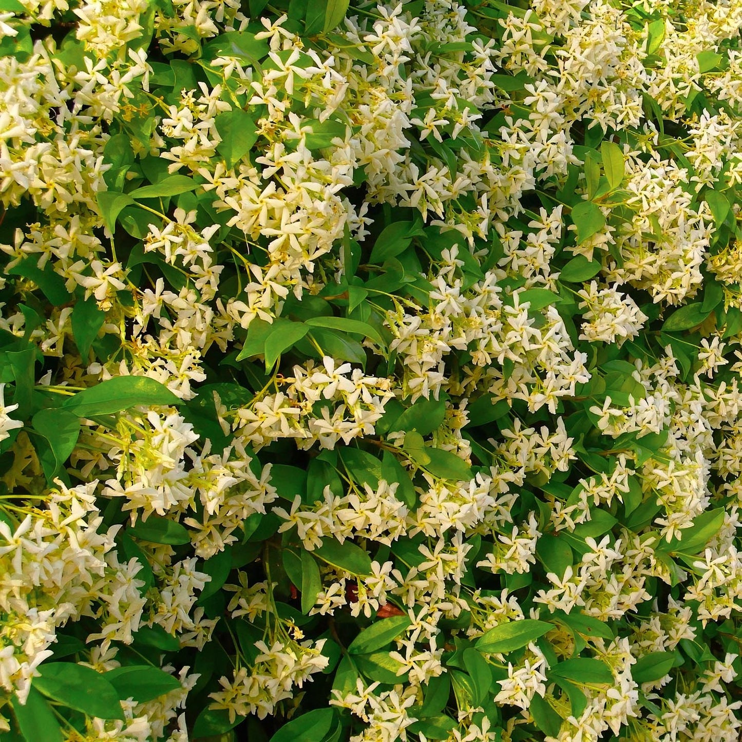 Trachelospermum jasminoides 'Star of Toscana'