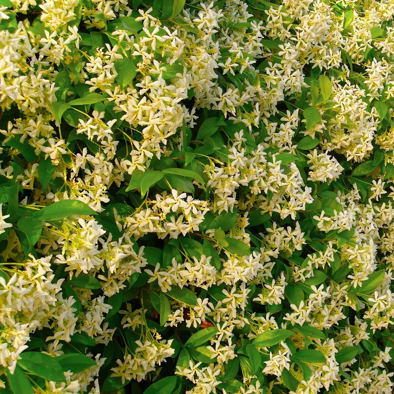 Trachelospermum jasminoides 'Star of Toscana'