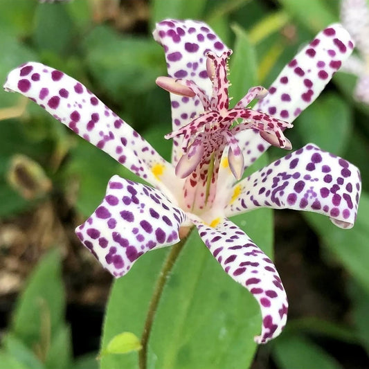 Tricyrtis formosana 'Empress'