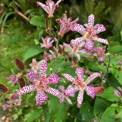 Tricyrtis formosana 'Empress'