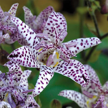 Tricyrtis formosana 'Empress'