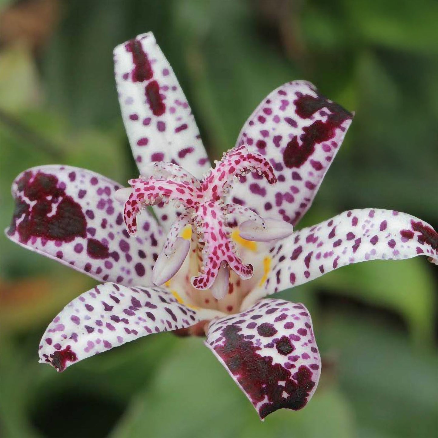 Tricyrtis formosana 'Empress'