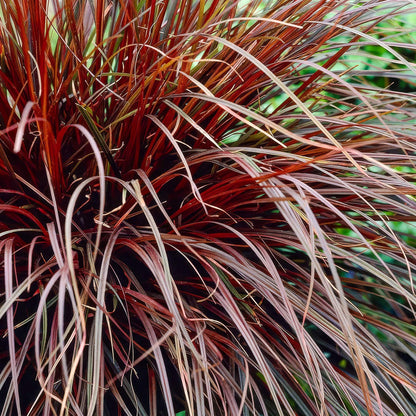 Carex uncinata 'Rubra' (Uncinia uncinata 'Rubra'). Hook sedge 'Rubra'
