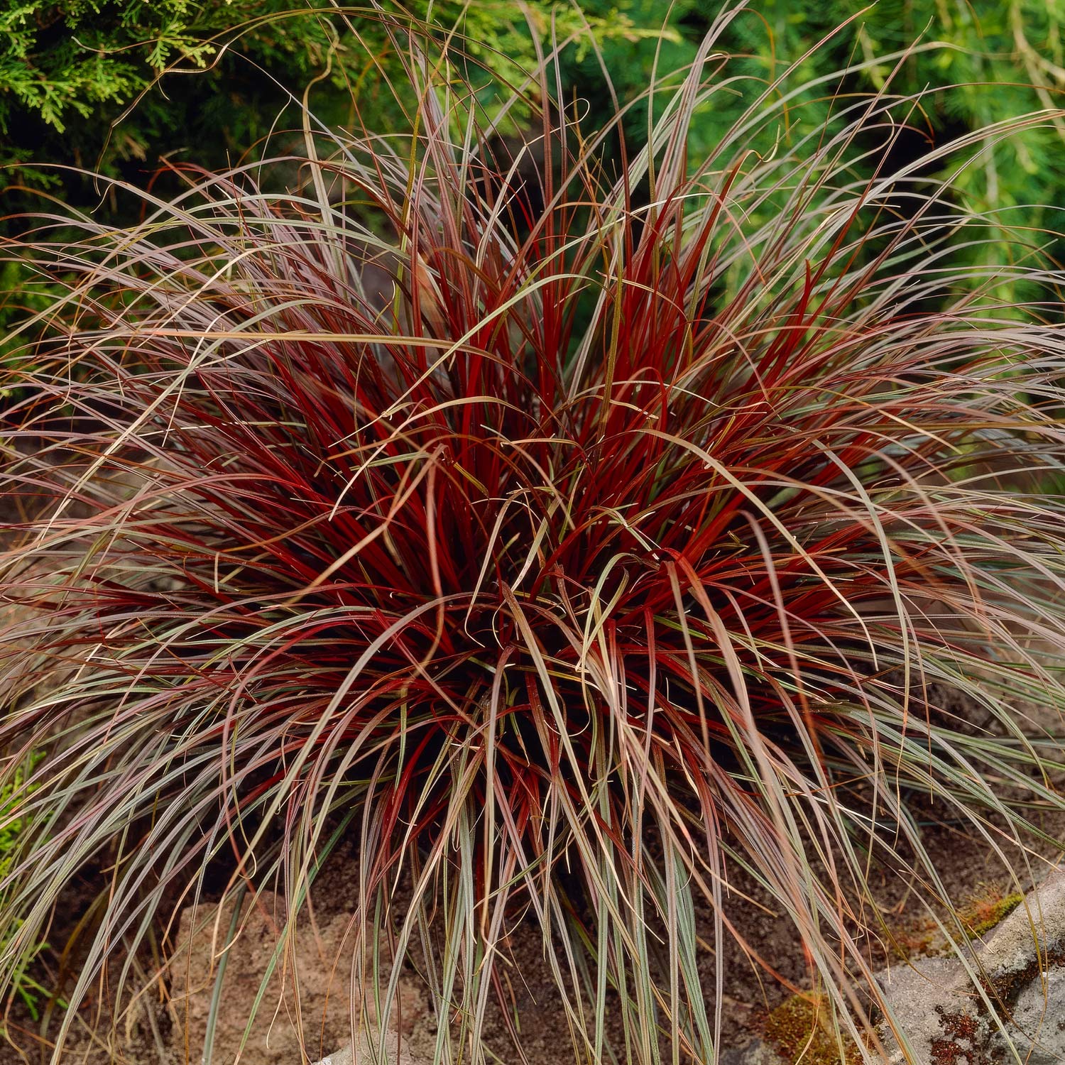 Carex uncinata 'Rubra' (Uncinia uncinata 'Rubra'). Hook sedge 'Rubra'