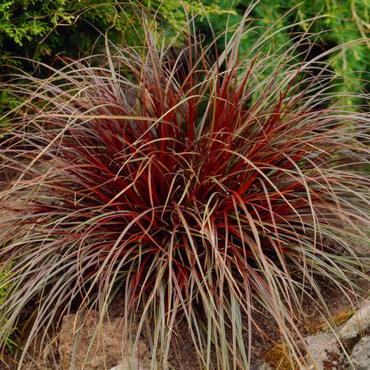 Carex uncinata 'Rubra' (Uncinia uncinata 'Rubra'). Hook sedge 'Rubra'