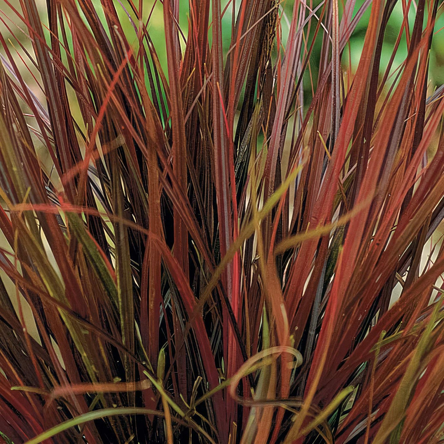 Carex uncinata 'Rubra' (Uncinia uncinata 'Rubra'). Hook sedge 'Rubra'