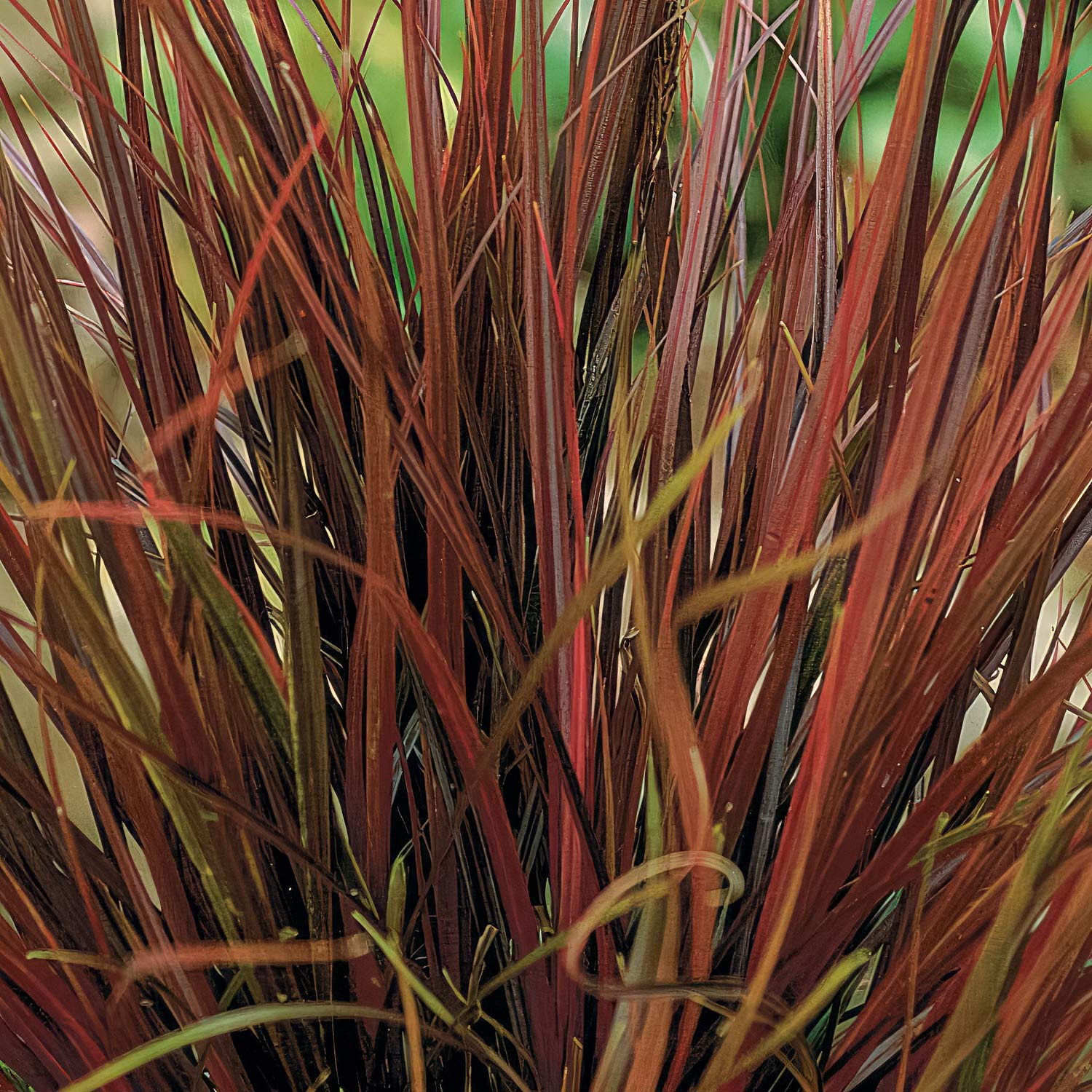 Carex uncinata 'Rubra' (Uncinia uncinata 'Rubra'). Hook sedge 'Rubra'