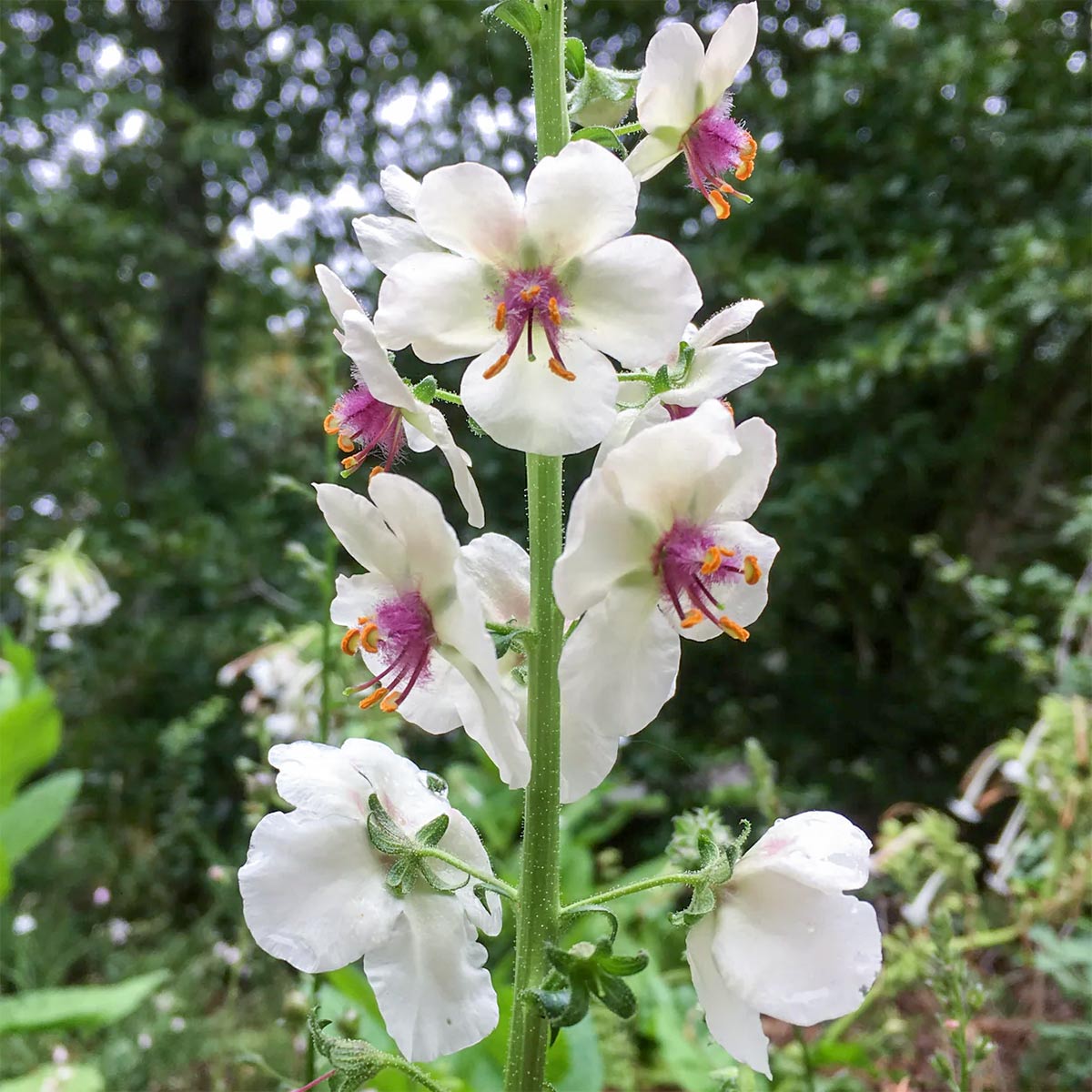 Verbascum blattaria f. albiflorum