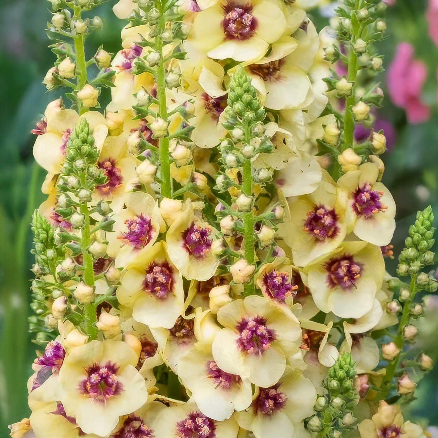 Verbascum 'Dark Eyes'