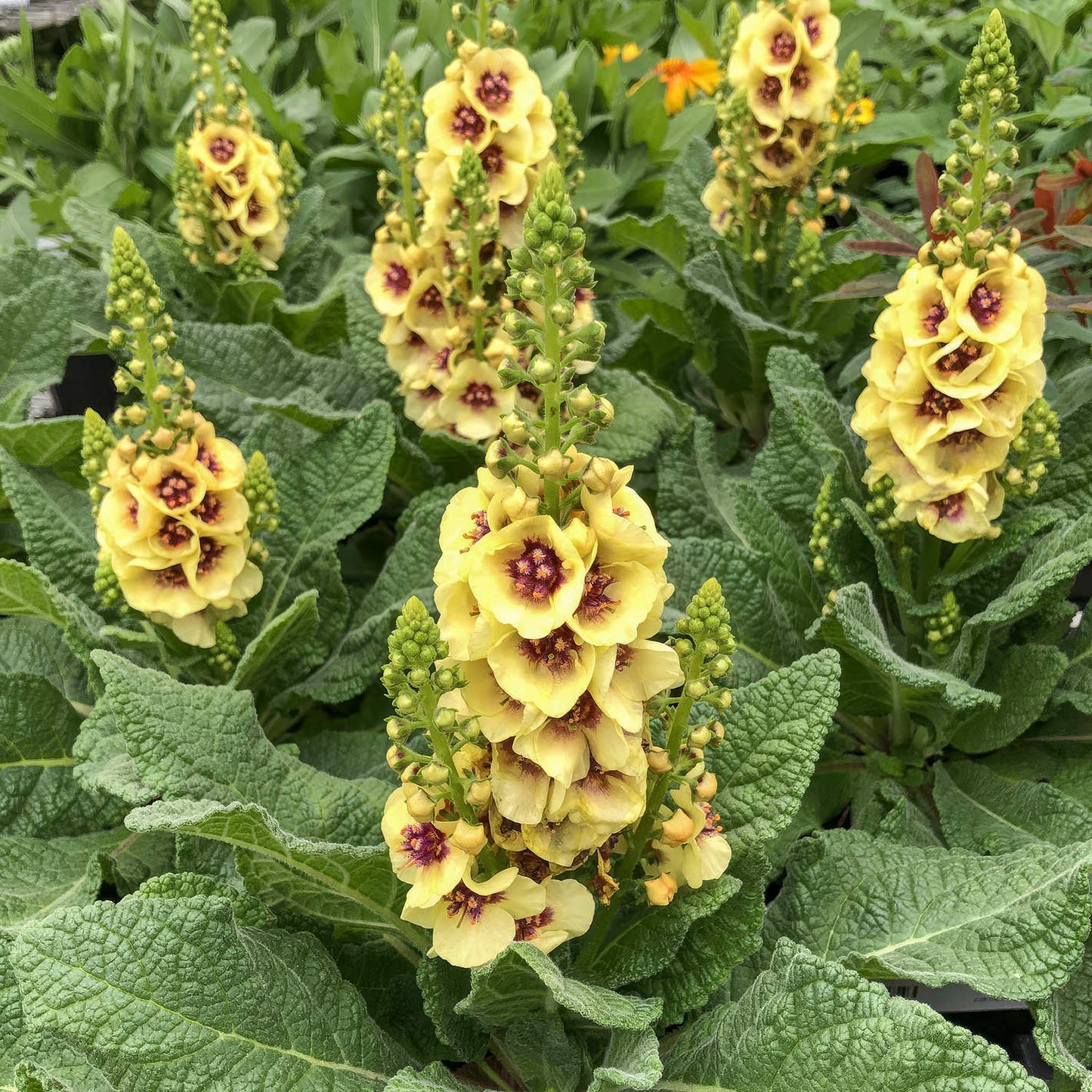 Verbascum 'Dark Eyes'