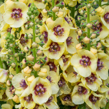 Verbascum 'Dark Eyes'